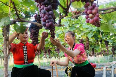 Vườn nho Hua Nà, Than Uyên