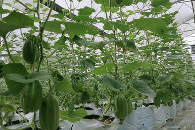 Trồng dưa công nghệ cao trong nhà màng tại huyện Tân Uyên