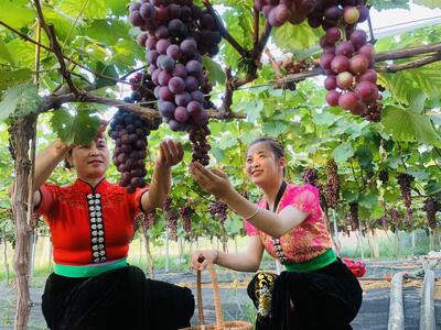 Vườn nho Hua Nà, Than Uyên