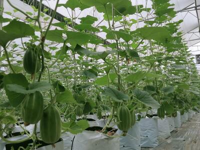 Trồng dưa công nghệ cao trong nhà màng tại huyện Tân Uyên