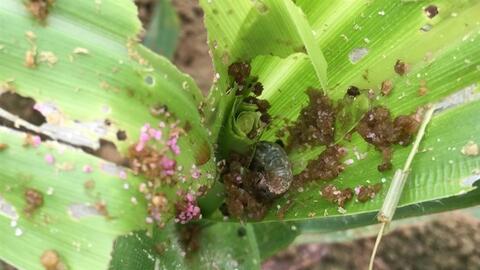 Sâu keo mùa thu gây hại trên cây ngô vụ Xuân Hè tại tỉnh Lai Châu