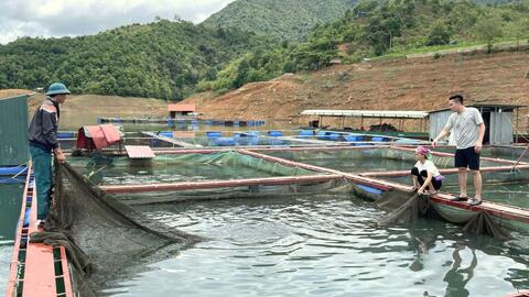 Lai Châu đẩy mạnh phát triển nông nghiệp hàng hóa, dược liệu theo hướng kinh tế xanh, bền vững