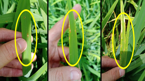 Bệnh đạo ôn hại lúa và biện pháp phòng trừ