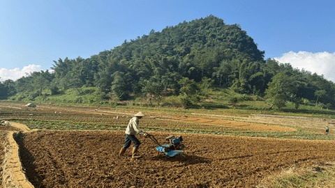 Hướng dẫn kỹ thuật trồng và chăm sóc rau màu vụ đông