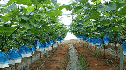 Nữ dân tộc Si La làm giàu từ trồng nho theo hướng hữu cơ