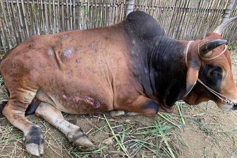 BỆNH VIÊM DA NỔI CỤC TRÊN TRÂU, BÒ  VÀ GIẢI PHÁP PHÒNG, TRỊ