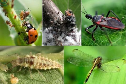 CÁCH TẬN DỤNG THIÊN ĐỊCH TRONG NÔNG NGHIỆP – GIẢM SÂU BỆNH TỰ NHIÊN