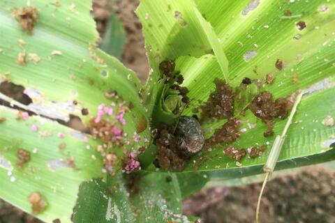 Sâu keo mùa thu gây hại trên cây ngô vụ Xuân Hè tại tỉnh Lai Châu