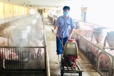 Tăng cường áp dụng an toàn sinh học trong chăn nuôi: Giải pháp nâng cao hiệu quả và phát triển bền vững