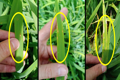 Bệnh đạo ôn hại lúa và biện pháp phòng trừ