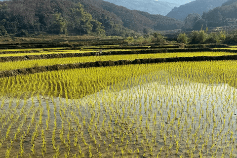 Một số biện pháp chăm sóc lúa sau gieo cấy vụ Xuân