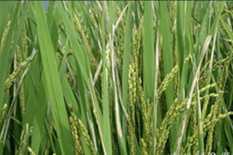 Chủ động phòng trừ sâu cuốn lá nhỏ bảo vệ lúa vụ Mùa