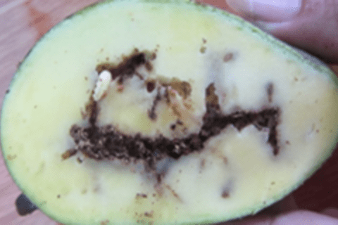 TĂNG CƯỜNG PHÒNG TRỪ SÂU BỆNH HẠI TRÊN CÂY XOÀI