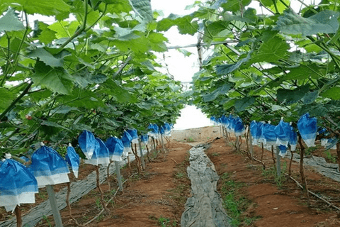 Nữ dân tộc Si La làm giàu từ trồng nho theo hướng hữu cơ