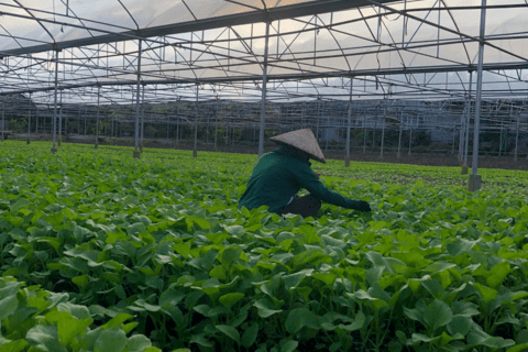 Một số biện pháp chăm sóc rau vụ Đông