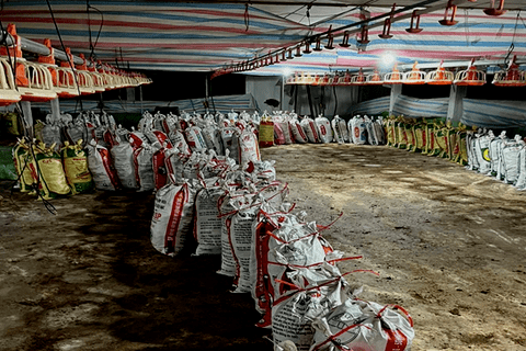 HƯỚNG DẪN VỆ SINH, KHỬ TRÙNG CHUỒNG TRẠI SAU DỊCH BỆNH