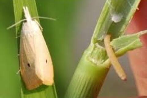 MỘT SỐ SÂU BỆNH HẠI LÚA VỤ ĐÔNG XUÂN VÀ BIỆN PHÁP PHÒNG TRỪ