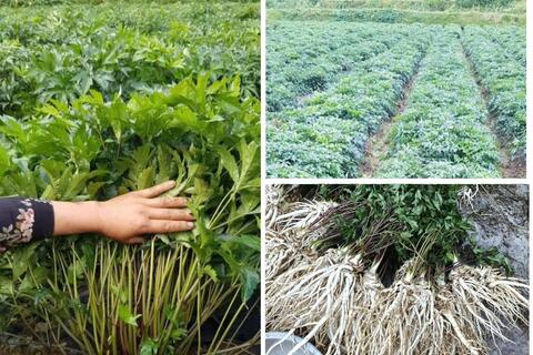 Lai Châu phát triển vùng trồng Đương quy theo hướng hàng hóa: Hướng đi mới cho sinh kế bền vững