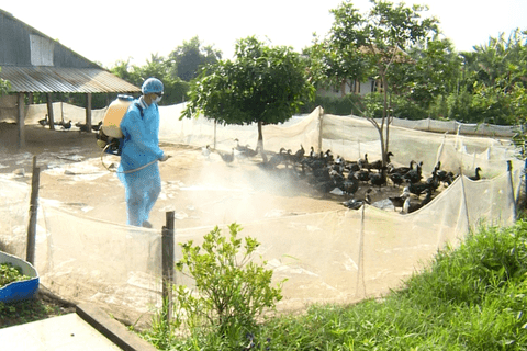 Biện pháp kỹ thuật phòng, chống dịch bệnh cho gia súc, gia cầm trong mùa mưa