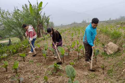 Tăng độ phì nhiêu cho đất trồng dong riềng: Giải pháp then chốt để nâng cao năng suất và phát triển bền vững