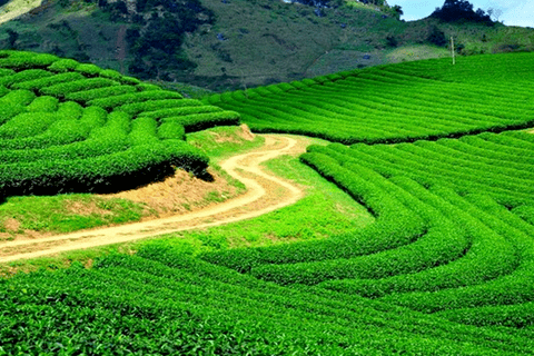 MỘT SỐ SÂU BỆNH HẠI TRÊN CHÈ VÀ CÁCH PHÒNG TRỪ TRONG MÙA MƯA