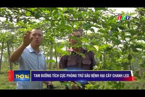Tích cực phòng trừ sâu bệnh gây hại chanh leo