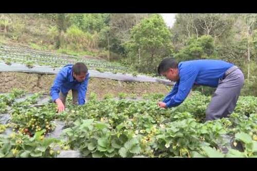 Làm giàu nhờ trồng dâu tây trên ruộng bậc thang