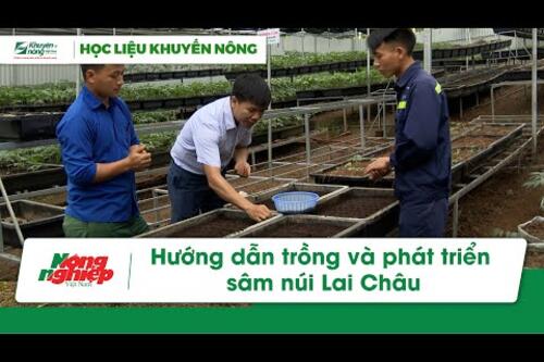 Hướng dẫn kỹ thuật trồng và phát triển sâm núi Lai Châu