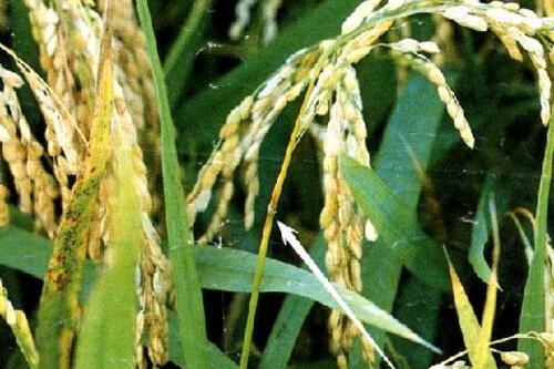 CHỦ ĐỘNG PHÒNG, TRỪ BỆNH ĐẠO ÔN HẠI LÚA