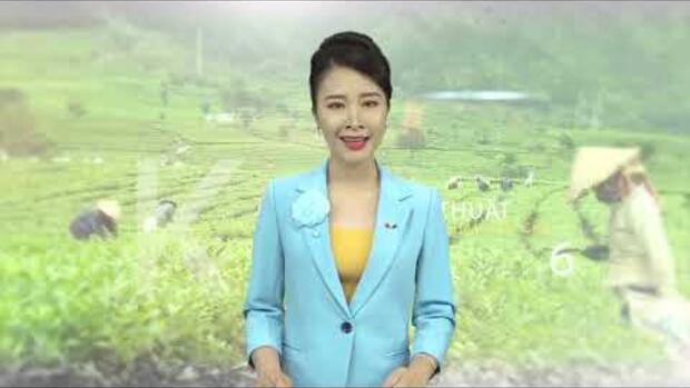 Phòng trừ sâu bệnh cho cây chè đem lại hiệu quả kinh tế cao