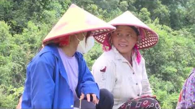 Kỹ thuật trồng và chăm sóc cây quế