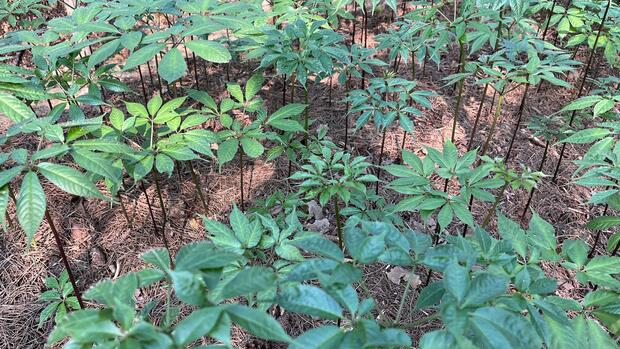 Từ đại ngàn Tây Bắc đến khát vọng vươn xa của sâm Lai Châu