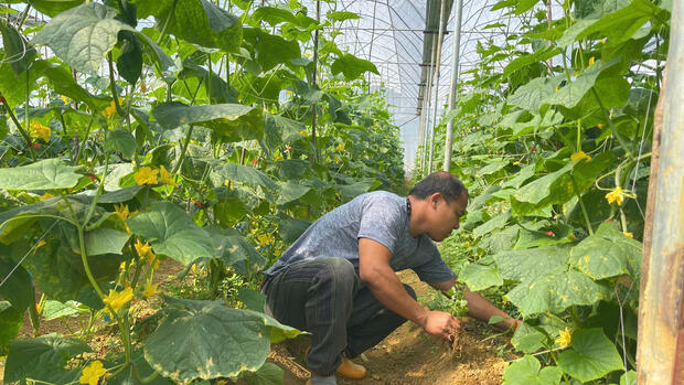 Mô hình trồng dưa trong nhà màng mở hướng phát triển nông nghiệp sạch
