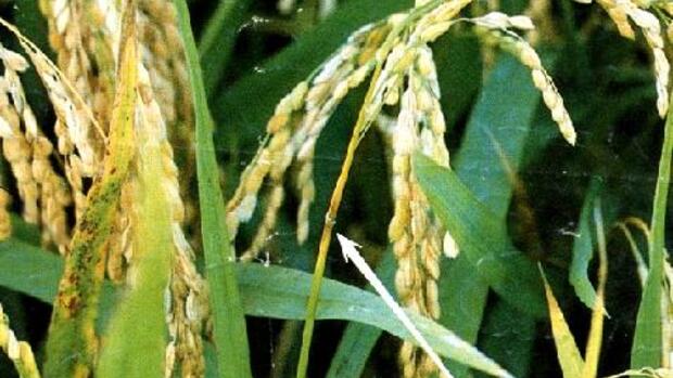 CHỦ ĐỘNG PHÒNG, TRỪ BỆNH ĐẠO ÔN HẠI LÚA