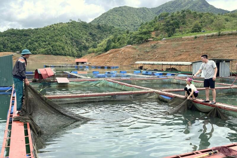 Lai Châu đẩy mạnh phát triển nông nghiệp hàng hóa, dược liệu theo hướng kinh tế xanh, bền vững