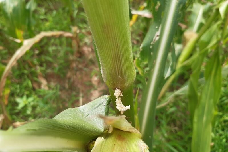 Nhận biết sâu đục thân hại ngô và biện pháp phòng trừ