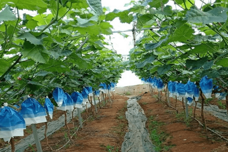 Nữ dân tộc Si La làm giàu từ trồng nho theo hướng hữu cơ