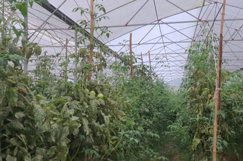 Rau An Toàn – Hướng Đi Bền Vững Cho Nền Nông Nghiệp Hiện Đại