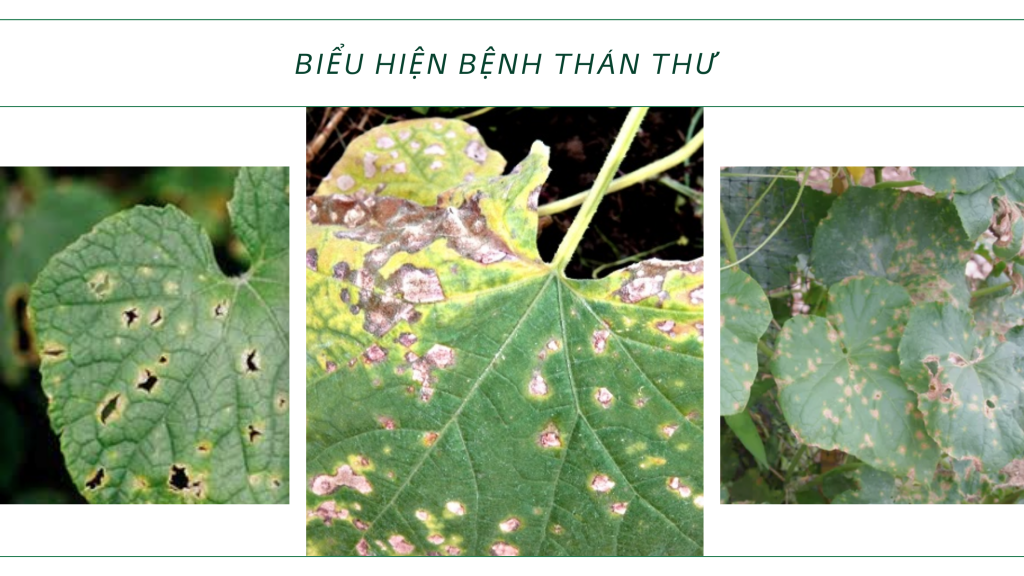 /upload/105104/20260504/grab0ca20BIEU_HIEN_THANTHU_1024x576.png