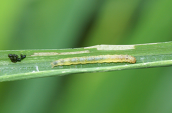 image(126).png